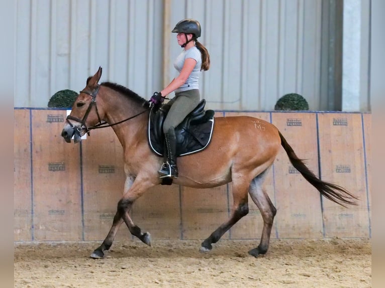 Mule Hongre 12 Ans 145 cm Bai in Neustadt Wied
