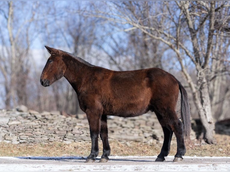 Mule Hongre 12 Ans 160 cm Noir in EVERETT, PA