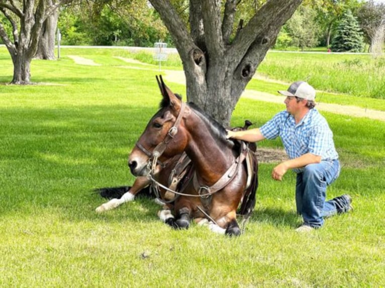 Mule Hongre 12 Ans Bai cerise in Zearing IA