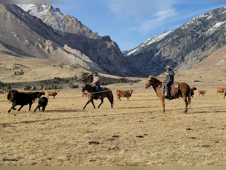 Mule Hongre 12 Ans Palomino in Cody