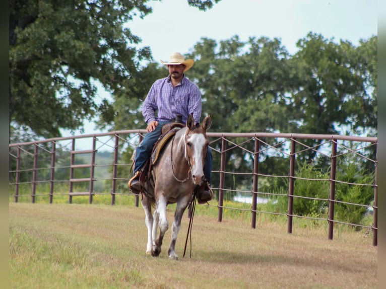 Mule Hongre 12 Ans Pinto in Whitesboro