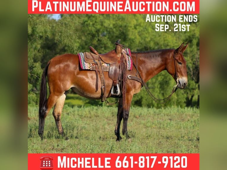 Mule Hongre 13 Ans 147 cm Bai cerise in Stephenville TX
