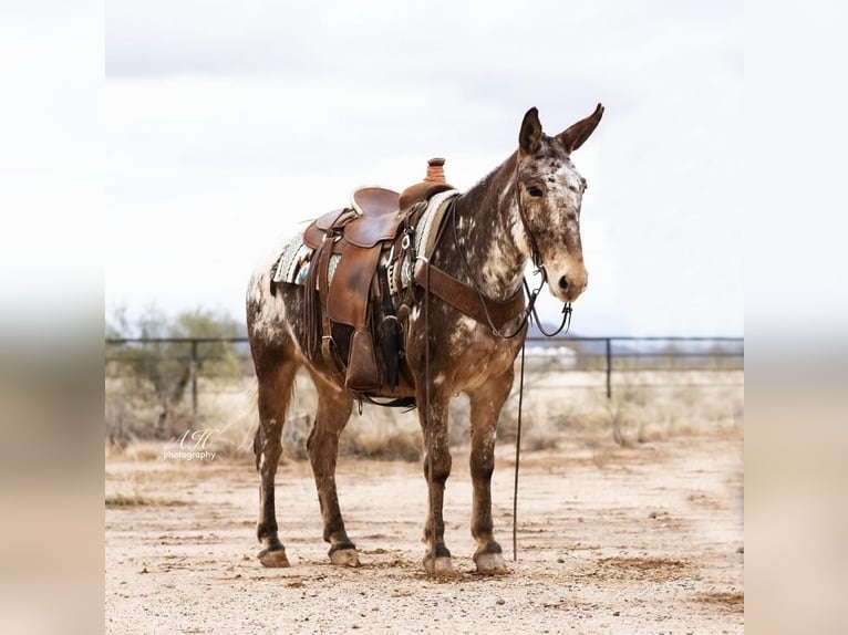 Mule Hongre 13 Ans 147 cm in Aguila, AZ