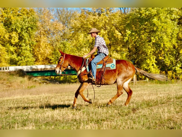 Mule Hongre 13 Ans 150 cm Rouan Rouge in Valley Springs