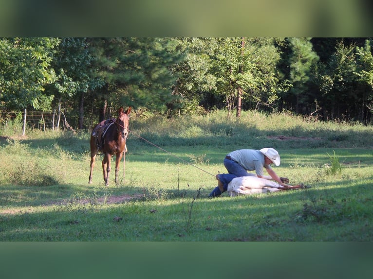 Mule Hongre 13 Ans 155 cm Alezan cuivré in Rusk TX