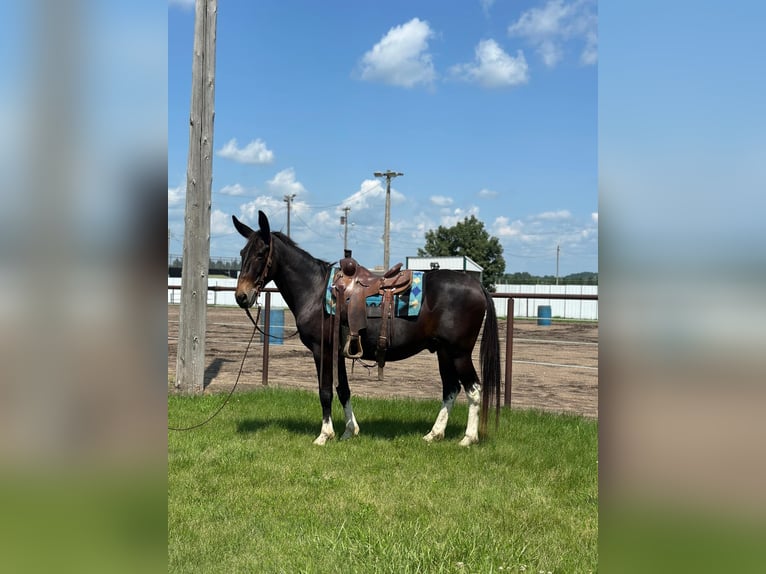 Mule Hongre 13 Ans 157 cm Noir in Van Horne IA