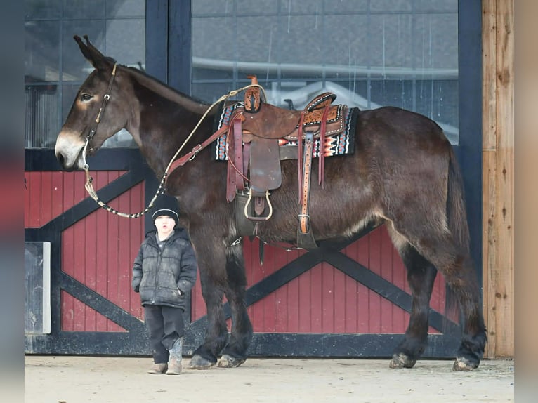 Mule Hongre 13 Ans 160 cm Noir in Rebersburg