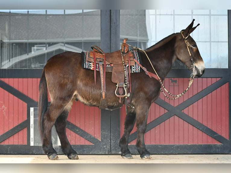 Mule Hongre 13 Ans 160 cm Noir in Rebersburg