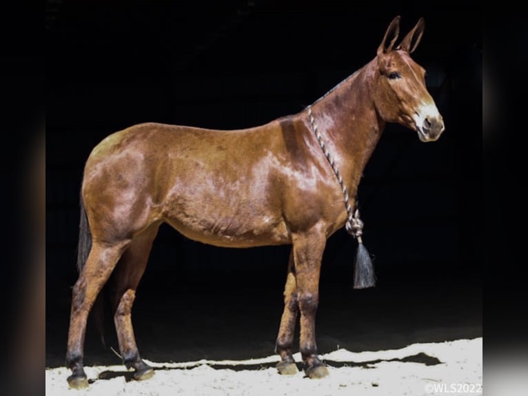 Mule Hongre 13 Ans Isabelle in Brookesville KY