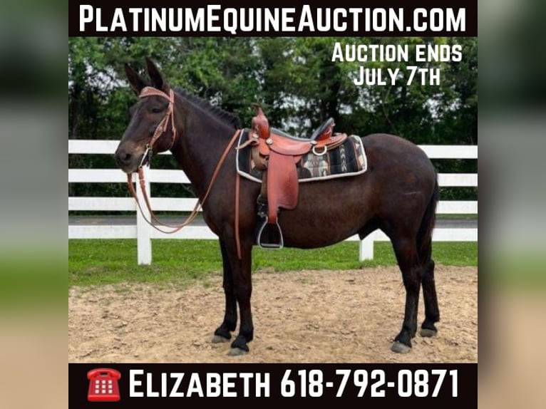 Mule Hongre 13 Ans Noir in freeburg IL
