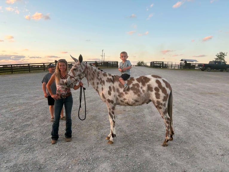 Mule Hongre 13 Ans  in Flemingsburg
