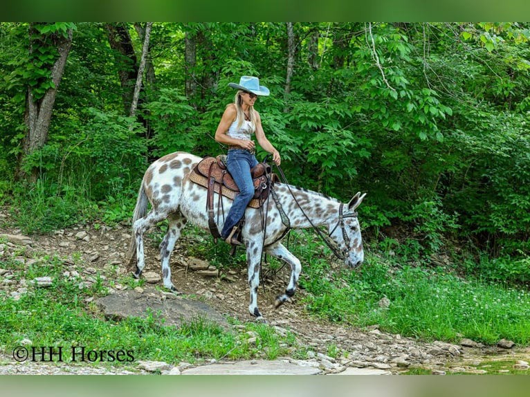 Mule Hongre 13 Ans  in Flemingsburg