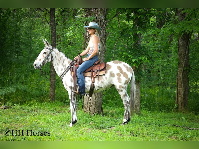 Mule Hongre 13 Ans  in Flemingsburg