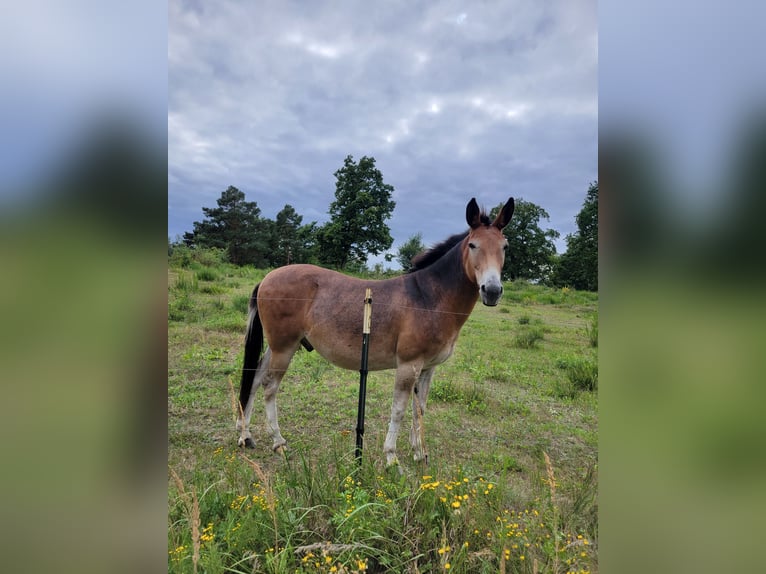 Mule Hongre 14 Ans 142 cm Bai clair in Salzwedel