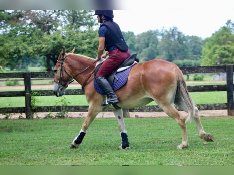 Mule Hongre 14 Ans 145 cm Alezan cuivré in Borden, IN