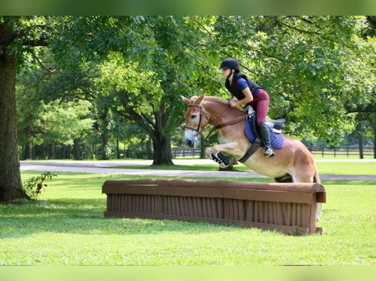 Mule Hongre 14 Ans 145 cm Alezan cuivré in Borden, IN