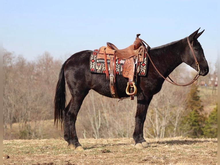 Mule Hongre 14 Ans 147 cm Noir in Brookesville Ky