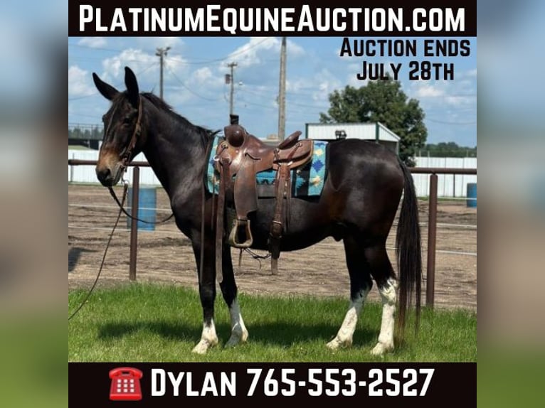 Mule Hongre 14 Ans 157 cm Noir in Van Horne IA