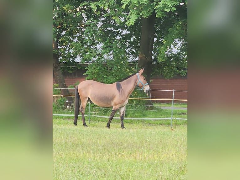 Mule Hongre 14 Ans 160 cm Bai in Stinstedt