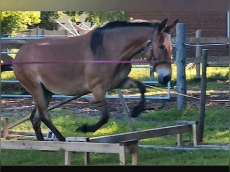 Mule Hongre 14 Ans 160 cm Buckskin in Stinstedt