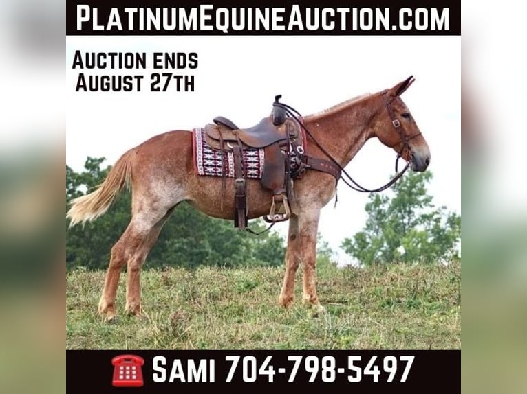 Mule Hongre 14 Ans Alezan cuivré in Brooksville KY