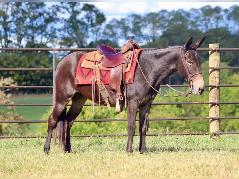 Mule Hongre 14 Ans Bai cerise in Brooksville Ky