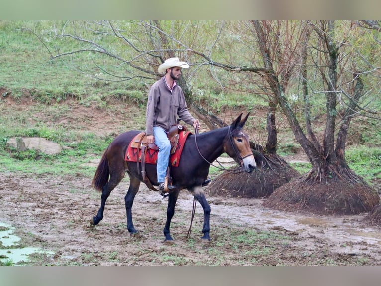 Mule Hongre 14 Ans in Brooksville KY