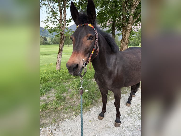 Mule Hongre 15 Ans 130 cm Bai brun in Radstadt