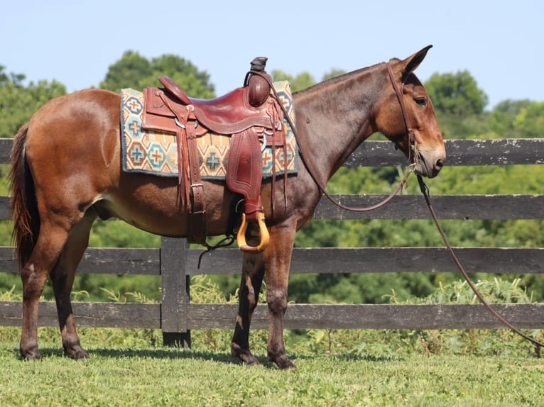 Mule Hongre 15 Ans 142 cm Bai cerise in Brooksville Ky
