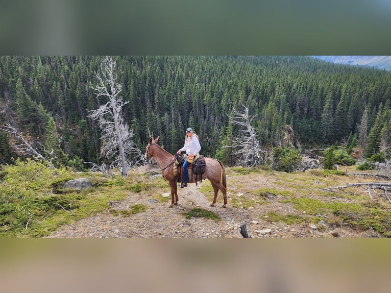 Mule Hongre 15 Ans 157 cm Alezan cuivré in Hastings