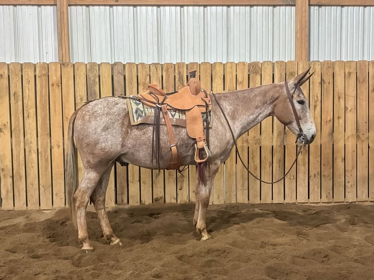 Mule Hongre 15 Ans 157 cm Alezan cuivré in Hastings