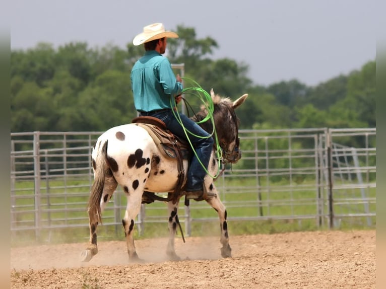 Mule Hongre 15 Ans in Carthrage, TX
