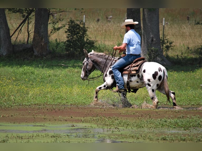 Mule Hongre 15 Ans in Carthrage, TX