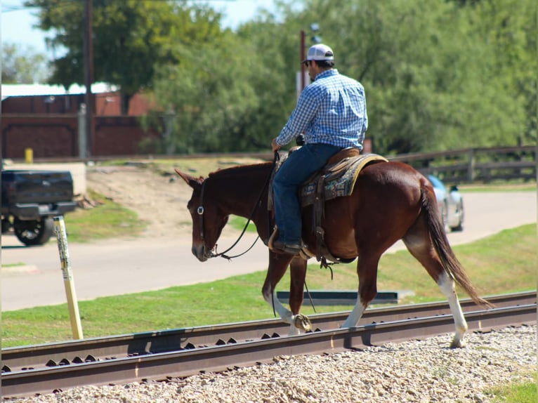 Mule Hongre 16 Ans 142 cm Alezan cuivré in Whitesboro