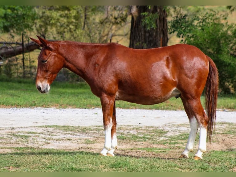 Mule Hongre 16 Ans 142 cm Alezan cuivré in Whitesboro
