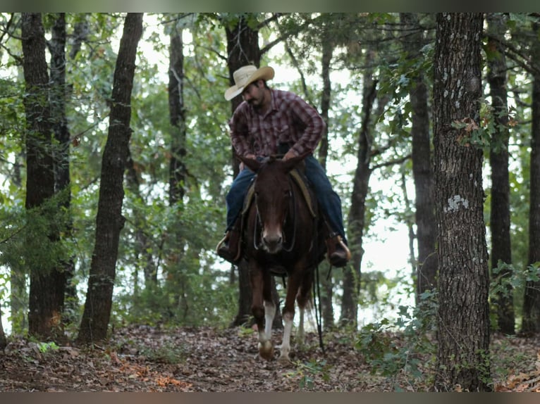 Mule Hongre 16 Ans 142 cm Alezan cuivré in Whitesboro