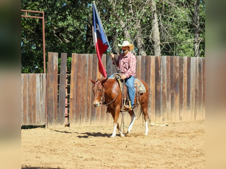 Mule Hongre 16 Ans 142 cm Alezan cuivré in Whitesboro