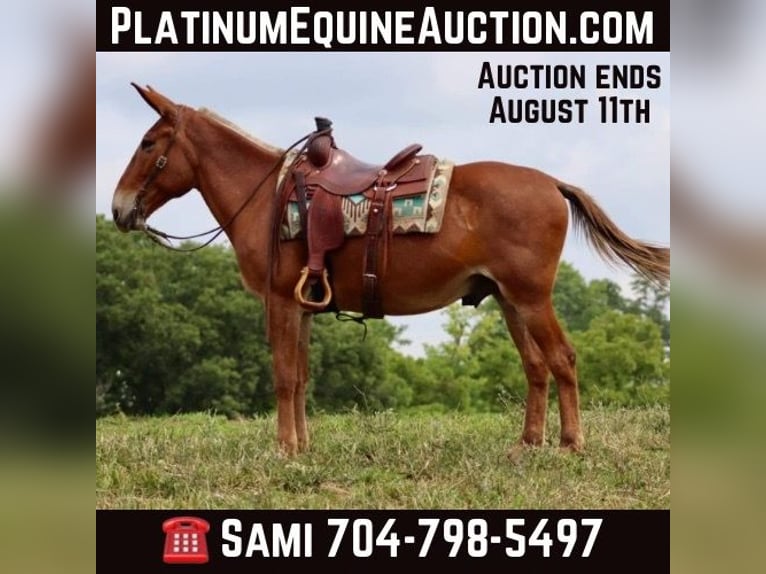 Mule Hongre 16 Ans 155 cm Alezan cuivré in Brooksville Ky