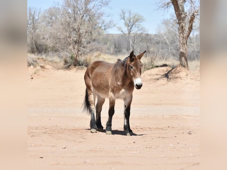 Mule Hongre 16 Ans Bai cerise in Libson IA