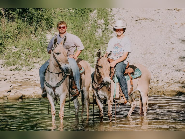 Mule Hongre 17 Ans 137 cm Palomino in Flemingsburg ky