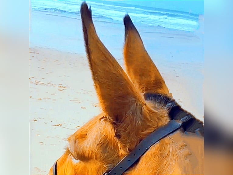 Mule Hongre 18 Ans 158 cm Buckskin in Jerez de la Frontera