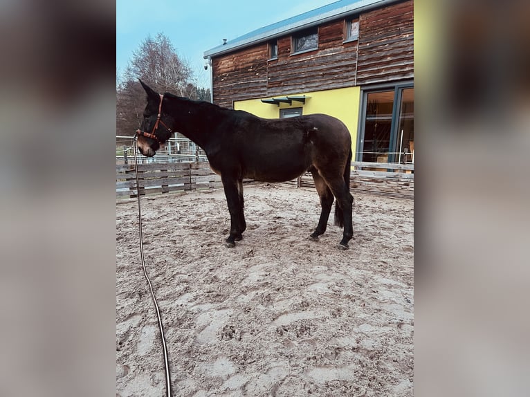 Mule Hongre 18 Ans 163 cm Bai in Enkenbach-Alsenborn
