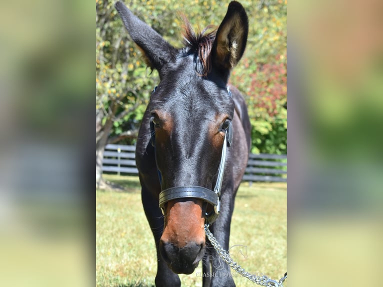 Mule Hongre 1 Année 132 cm Bai cerise in Pendleton, ky