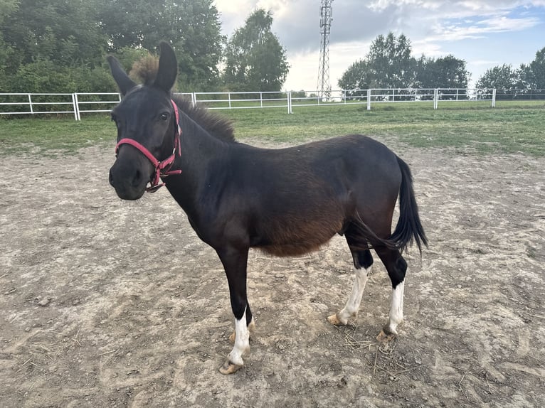 Mule Hongre 3 Ans 105 cm Noir in Iwonicz-Zdrój