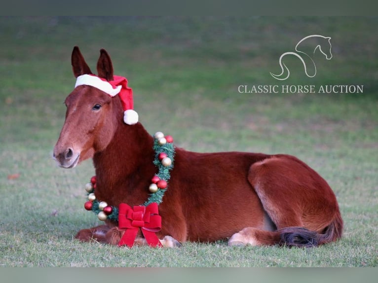 Mule Hongre 3 Ans 112 cm Alezan cuivré in Stephenville, tx