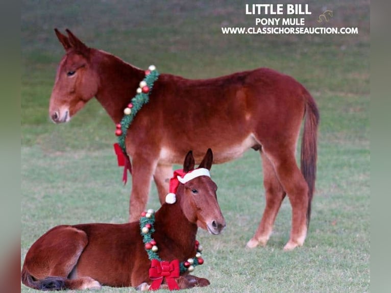 Mule Hongre 3 Ans 112 cm Alezan cuivré in Stephenville, tx