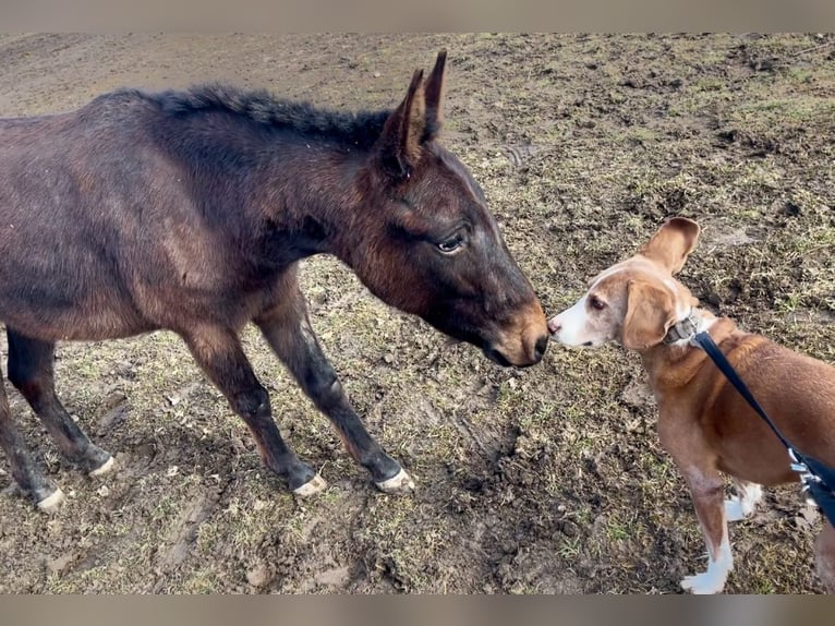 Mule Hongre 3 Ans 130 cm in Emmersdorf