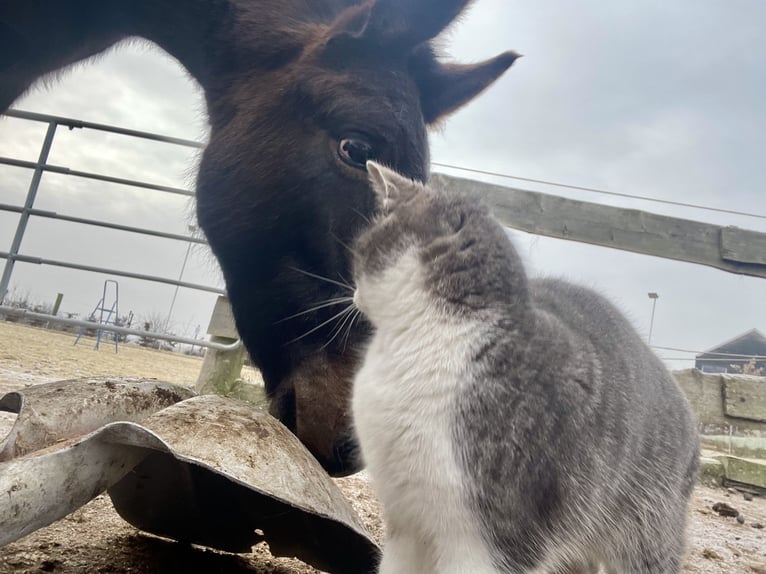 Mule Hongre 3 Ans 130 cm in Emmersdorf