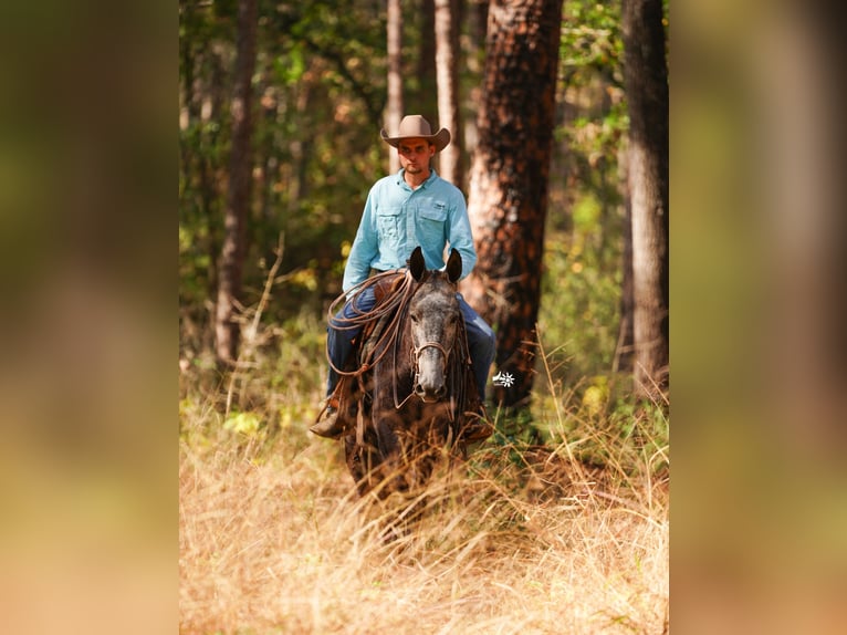 Mule Hongre 3 Ans 147 cm Gris in Huntsville