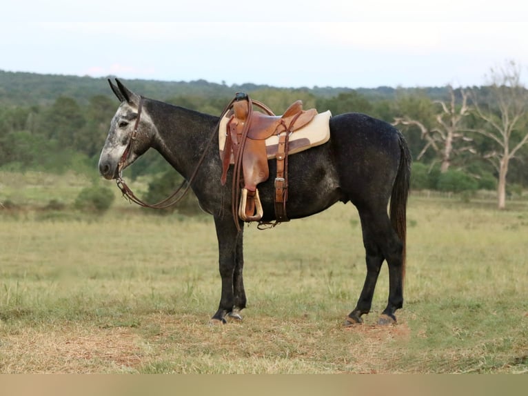 Mule Hongre 3 Ans 147 cm Gris in Huntsville